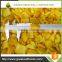 IQF Frozen Sweet Yellow Pepper Whole for Sale