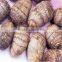 Fresh taro root supplier from China