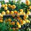 Chinese Fresh Mandarin Orange