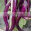 High Yield Hybrid purple red Long Eggplant Seeds chinese vegetable seeds for growing-No.7