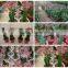 Mini Small Big Size Multi Color Outdoor Indoor Cactus Bonsai