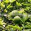 Citrus Aurantium Extract Pure Neohesperidin