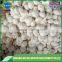 10kg carton natural garlic