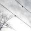 Remote overhead line fault circuit indicator for smart grid