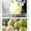 Industrial Commercial Automatic Pumpkin Peeling Machine, Pumpkin Peeler, Pineapple Peeling Machine Price