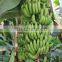 éplucheur de bananes automatique, machine à éplucher les bananes