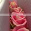 Top quality hot selling malia roses rose plants and jungle roses