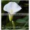 2016 the new coming fresh cut white calla lily to delivery across the world