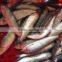 FROZEN DOTTED GIZZARD SHAD FISH W/R - SIZE 4/6