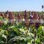 Feed sorghum of hybird color