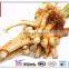 Horseradish Root in herbal extract