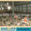 Best Selling OEM Automatic Chicken Farm Equipment Trading Company