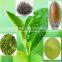 GMP Manufacturer Supply Green Tea Extract L-Theanine Powder