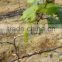 Grape drip irrigation for orchard