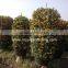 Citrus mitis ( Citrofortunella microcarpa) Ornamental plants