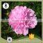 my test Tree Peony Plant Root
