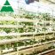 High Tech Glass Greenhouse Equipped with Hydroponic System