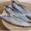 Frozen Chub Mackerel and Pacific Mackerel Scomber Japonicus