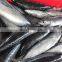 china frozen bullet tuna fish frigate tuna frozen bullet mackerel frigate mackerel