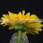 Fresh Champagne fresh cut flowers yellow gerbera