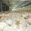 Full Set Automatic Chicken Farm Equipment for Broiler