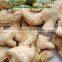 2016 - DRIED GINGER GOOD QUALITY - VIET NAM