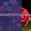 pure color transparent self-adhesive window tinting film for modern office and home buildings