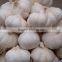 Chinese Hot Sale Normal White Fresh Garlic With Best Price for Sale