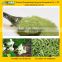 GMP Factory Supply High Quality Moringa Leaf Powder