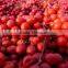SCHISANDRA CHINENSIS EXTRACT