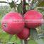 Red Flesh Apple Tree Seedling