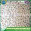 Chinese super white frozen garlic in 10kg carton with best quality and low price