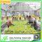 Searea Greenhouse Plastic Seed Tray for Greenhouse Hydroponic Lettuce