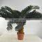 SJ0301115 Artificial cheap cycads plant