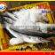 FROZEN BARRACUDA FISH WHOLE ROUND