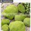 Gardening christmas gift for wall rock decoration moss stone