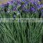 wholesale fresh cut flowers statice fresh myosotis from Kunming