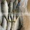 frozen yellow tail fish travelly fish yellowtail fish Seriola quinqueradiata