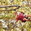 Customized Roller Coaster Zip line For Amusement Park