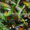 China Manufacturer hydrographic water transfer printing films machine best quality factory price