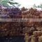 FULL HUSKED COCONUT / SEMI HUSKED COCONUT- QQ : 2290755420