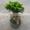 Indoor ginseng ficus plants zhangzhou manufacture