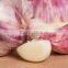 price special garlic ...best quality garlic...red white garlic