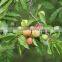 plum tree seedling