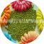 JSX best selling Moong Dal big and small size food grade mung bean