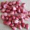 raw red skin peanuts of shandong province