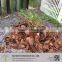 bottom price pine bark