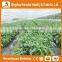 Heracles Trade Assurance poly tunnel mini greenhouse