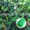 8gsm green PP extruded plant trellis net agriculture plants support nets