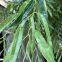 Commercial Grade Artificial Salix Tree custom size - Windproof Fake Willow for Landscaping Project, Fire Retardant & ECO